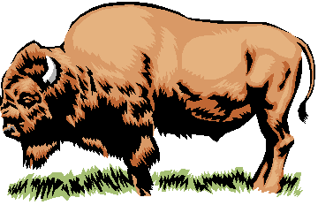 bison