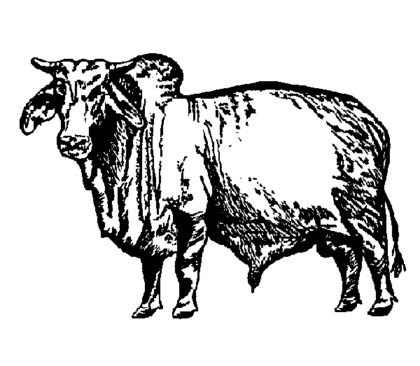 brahmabull